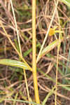 Longleaf sunflower